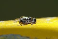 Thiania