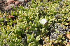 Delosperma patersoniae