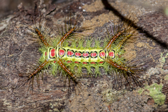 Phocoderma velutina