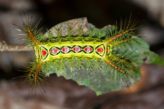 Phocoderma velutina