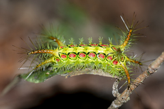 Phocoderma velutina