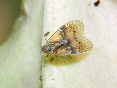Bothriocera