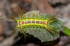Phocoderma velutina