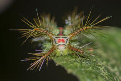 Phocoderma velutina