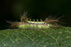 Phocoderma velutina