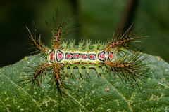 Phocoderma velutina