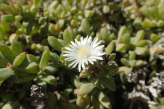 Delosperma patersoniae