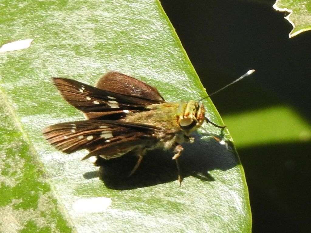 Robust Hopper