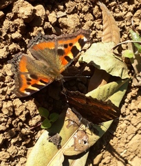 Aglais caschmirensis