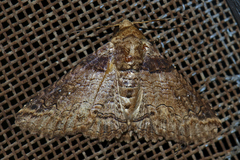 Pericyma