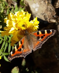 Aglais caschmirensis