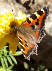 Aglais caschmirensis