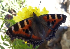 Aglais caschmirensis
