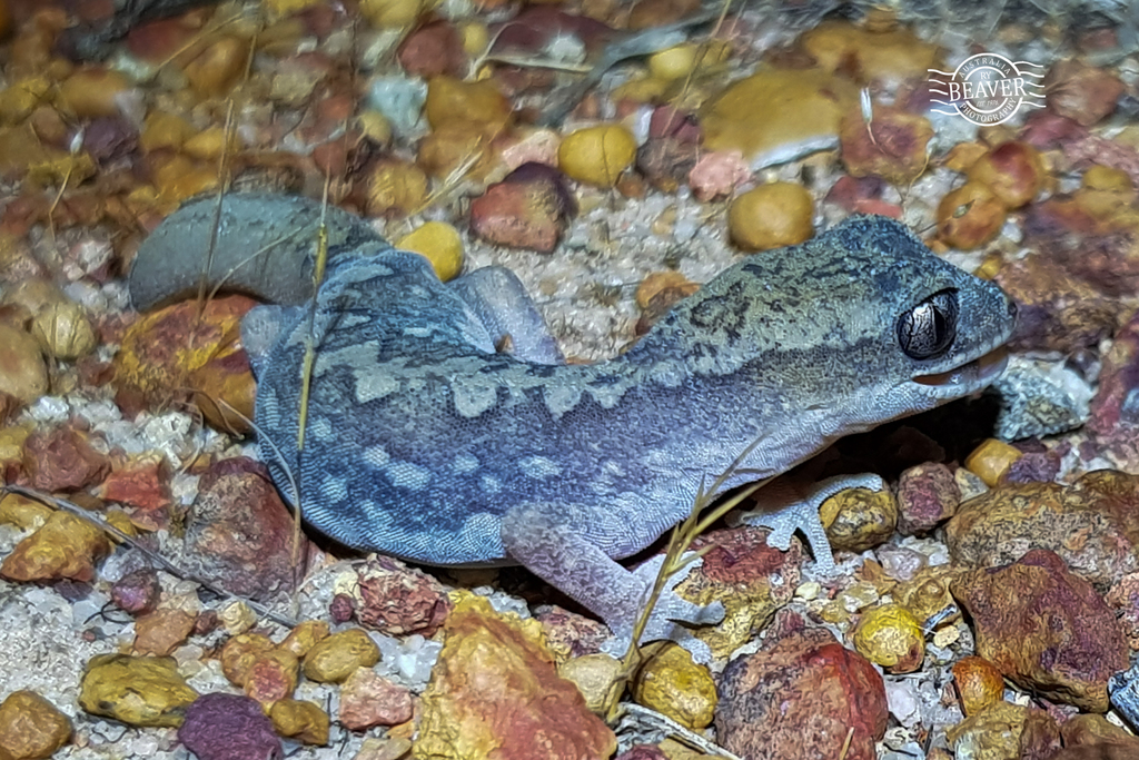 Giant Stone Gecko