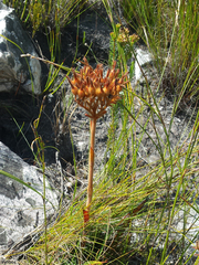 Dilatris viscosa