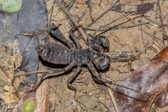 Uroproctus assamensis