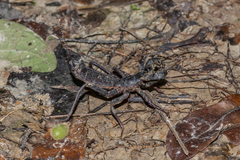 Uroproctus assamensis