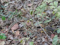 Crotalus durissus