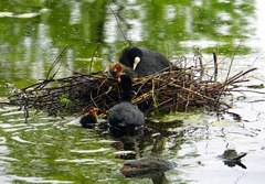 Fulica atra