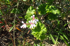 Ciconium