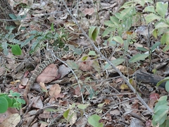 Crotalus durissus