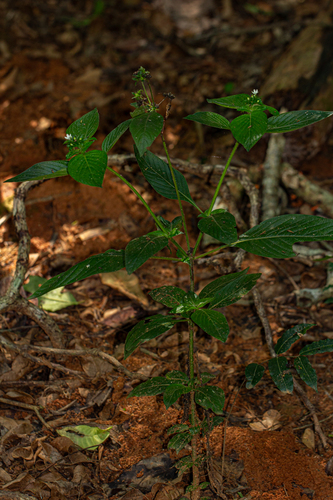 Pentas micrantha image