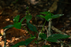 Pentas micrantha subsp. wyliei image