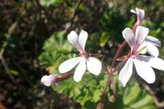 Ciconium