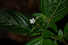 Pentas micrantha subsp. wyliei image