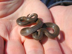 Contia tenuis