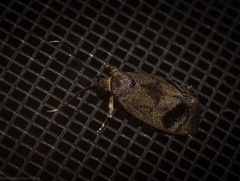 Pycnocera hypoxantha