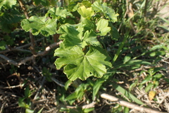 Ciconium