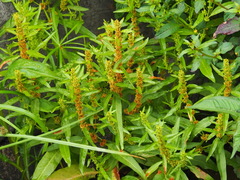 Rumex trisetifer