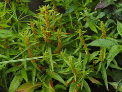 Rumex trisetifer