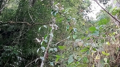 Clematis crassifolia