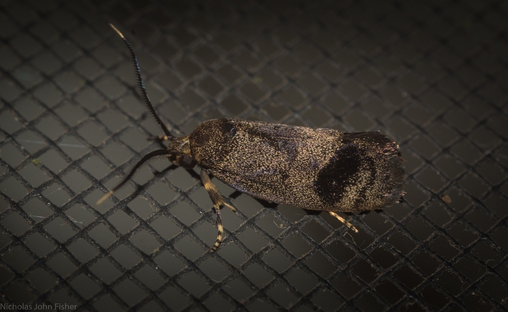 Pycnocera hypoxantha