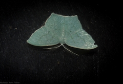 Maxates centrophylla