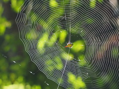 Gasteracantha sauteri