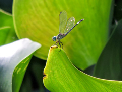 Micrathyria ocellata