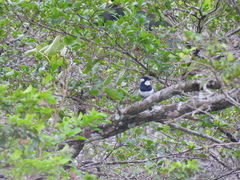 Notharchus pectoralis image