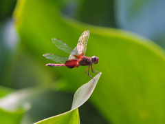 Erythrodiplax fervida