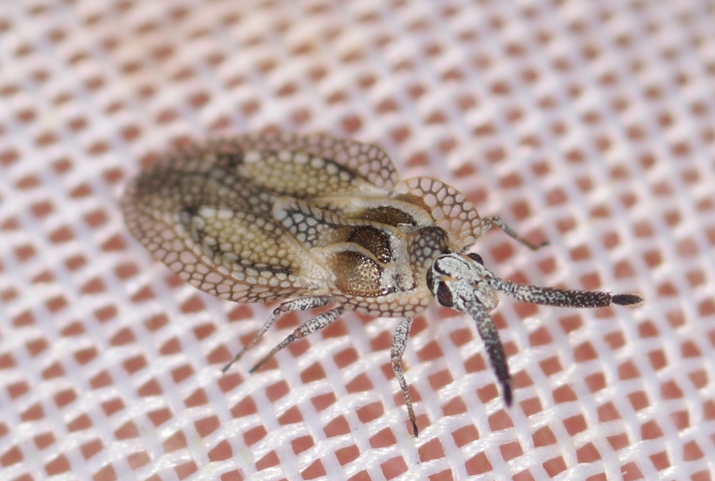 Dictyonota phoenicea