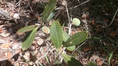 Salacia crassifolia