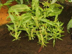 Rumex trisetifer