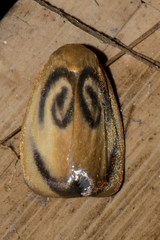 Trischalis subaurana