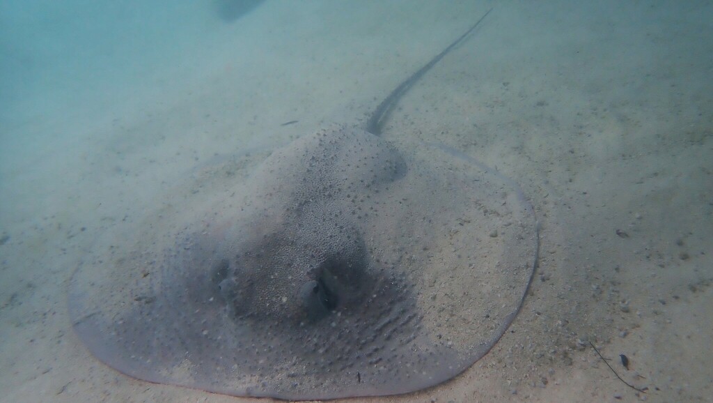 Porcupine Ray