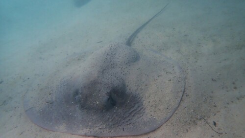 Porcupine Ray