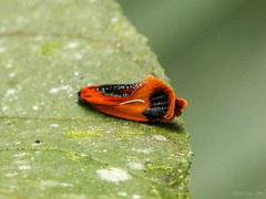 Coryptilum klugii
