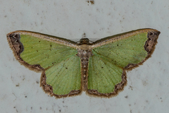 Zamarada eogenaria cosmiaria