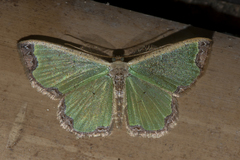 Zamarada eogenaria cosmiaria